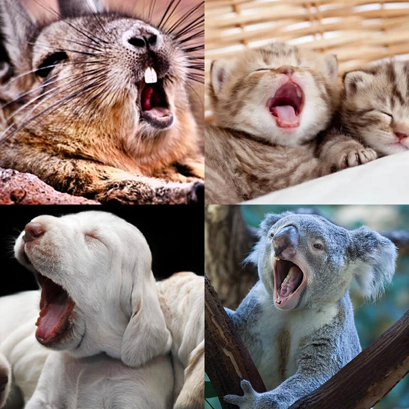 Random image of animals yawning