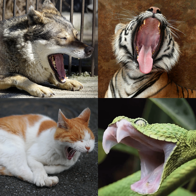 Random image of animals yawning