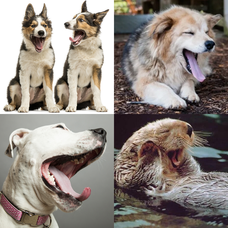 Random image of animals yawning