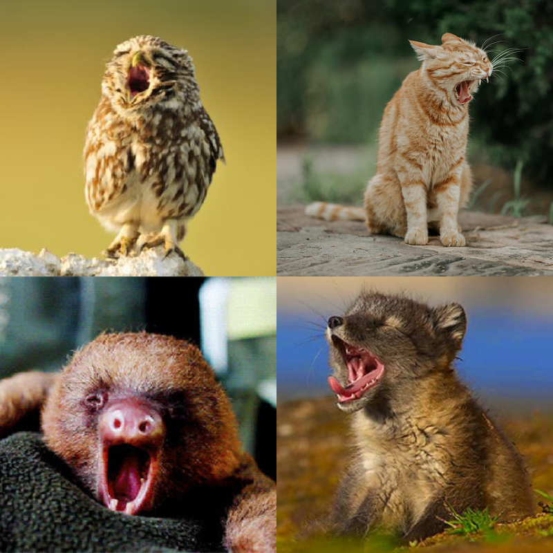 Random image of animals yawning