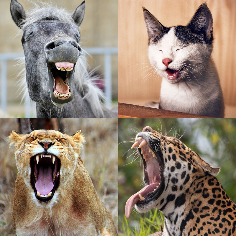 Random image of animals yawning