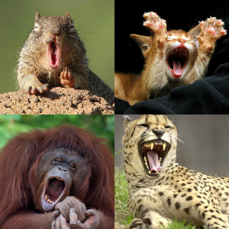 Random image of animals yawning