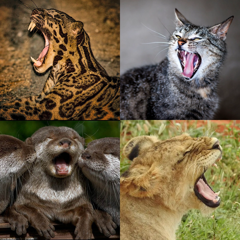 Random image of animals yawning