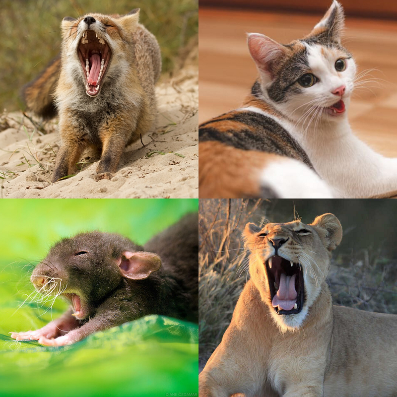 Random image of animals yawning