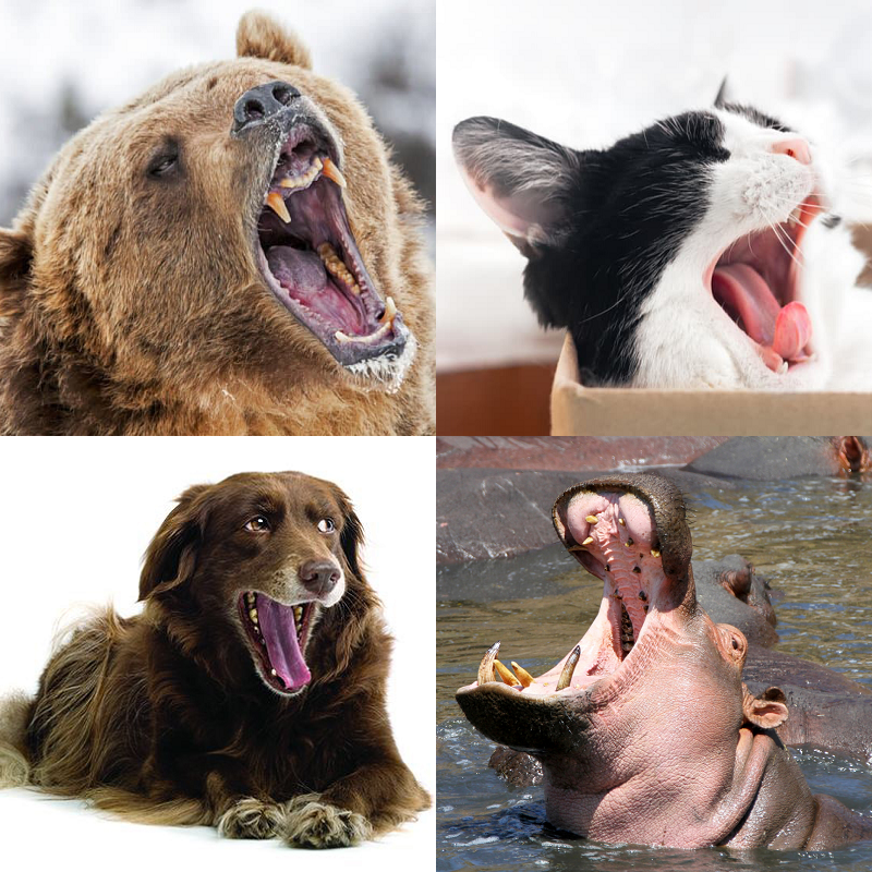 Random image of animals yawning