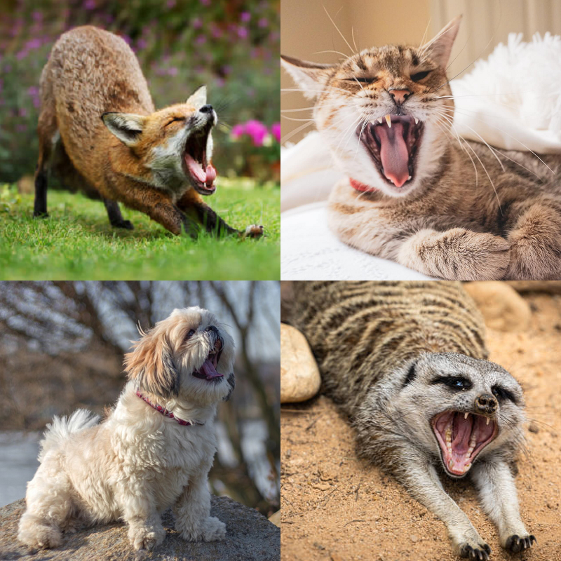 Random image of animals yawning