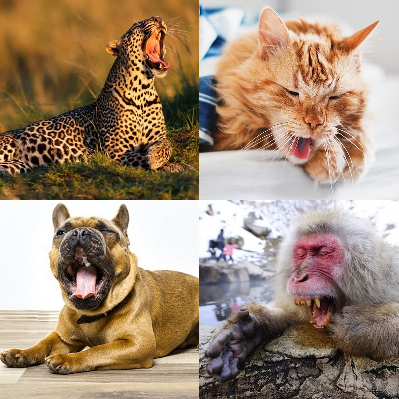 Random image of animals yawning