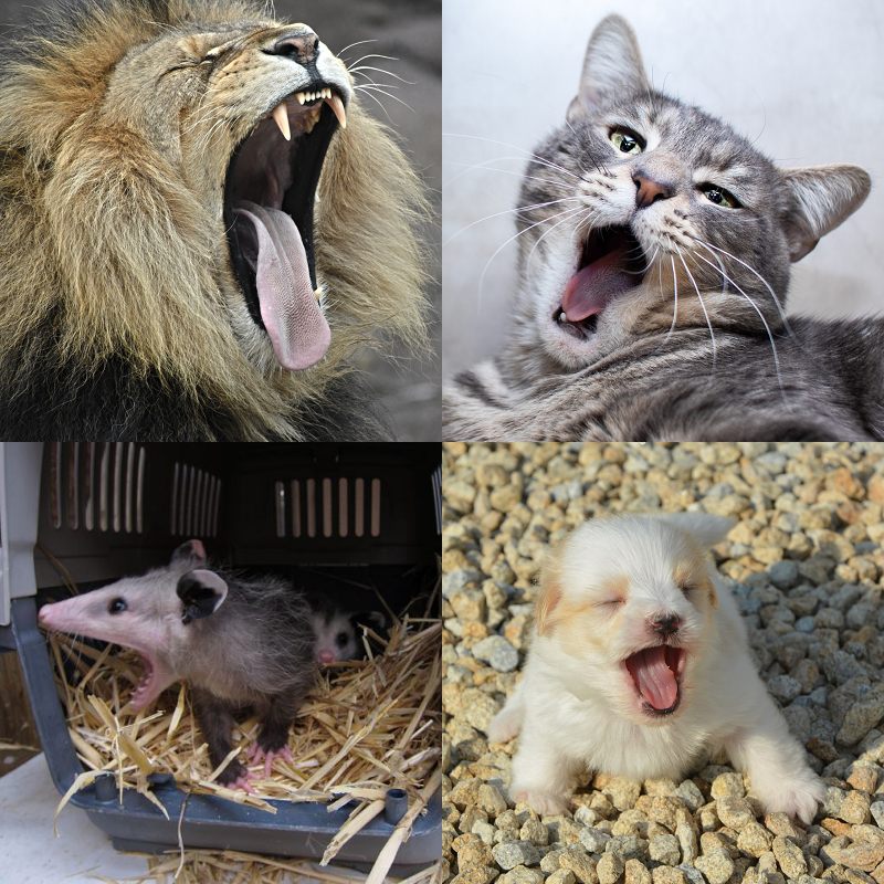 Random image of animals yawning