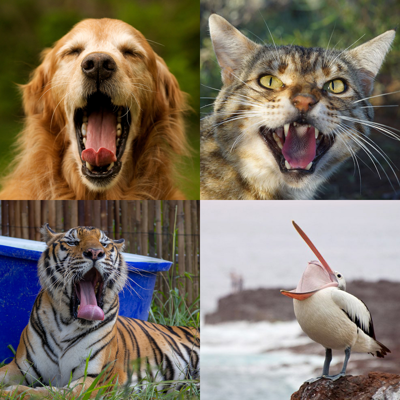 Random image of animals yawning