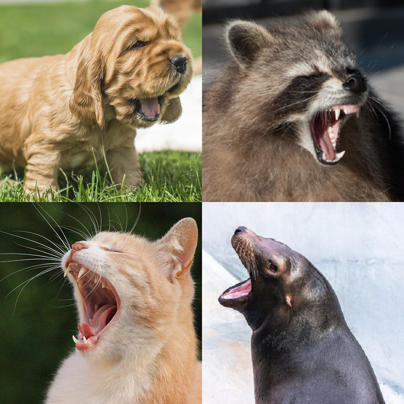 Random image of animals yawning