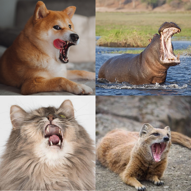 Random image of animals yawning