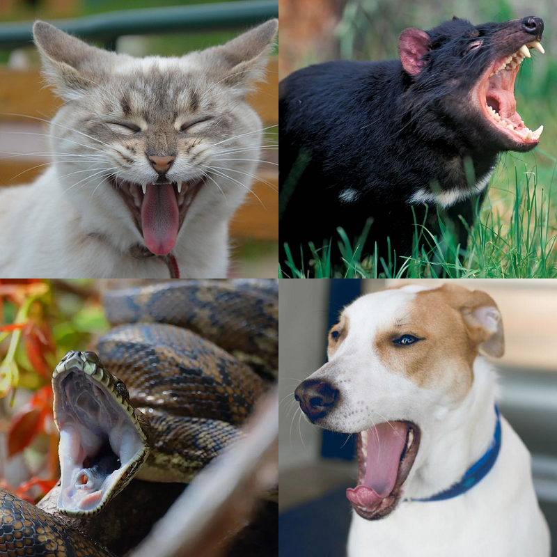 Random image of animals yawning
