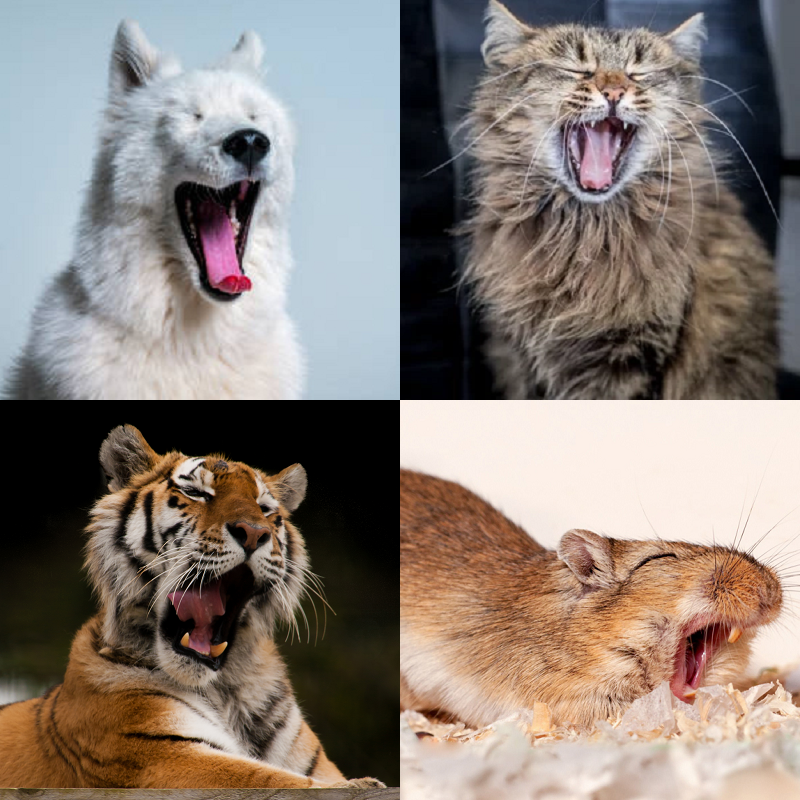 Random image of animals yawning