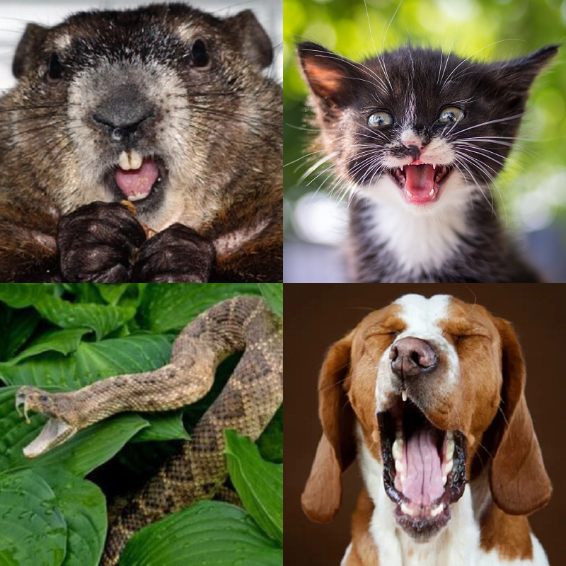 Random image of animals yawning