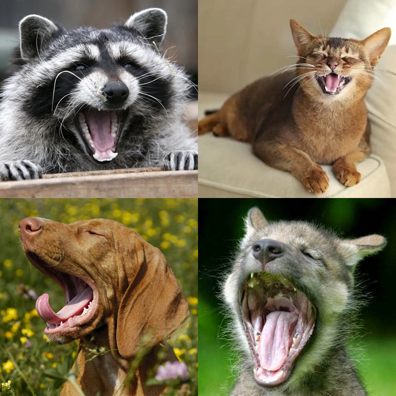 Random image of animals yawning