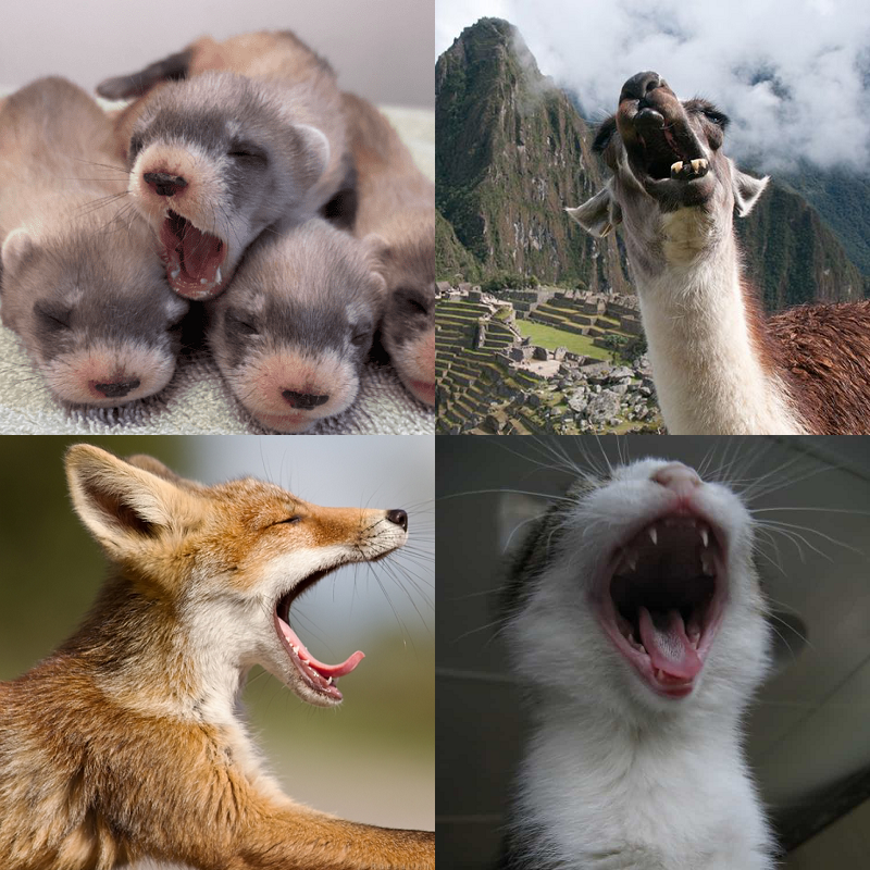 Random image of animals yawning