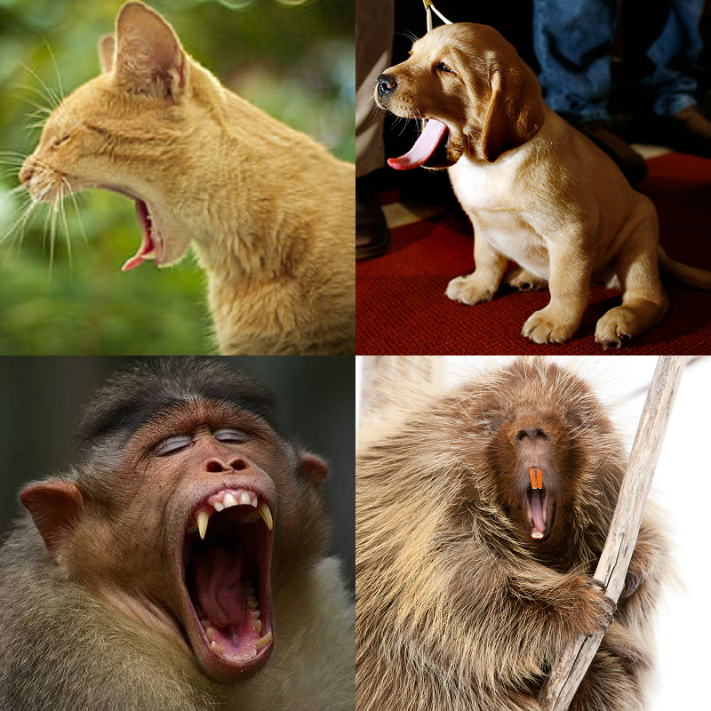 Random image of animals yawning