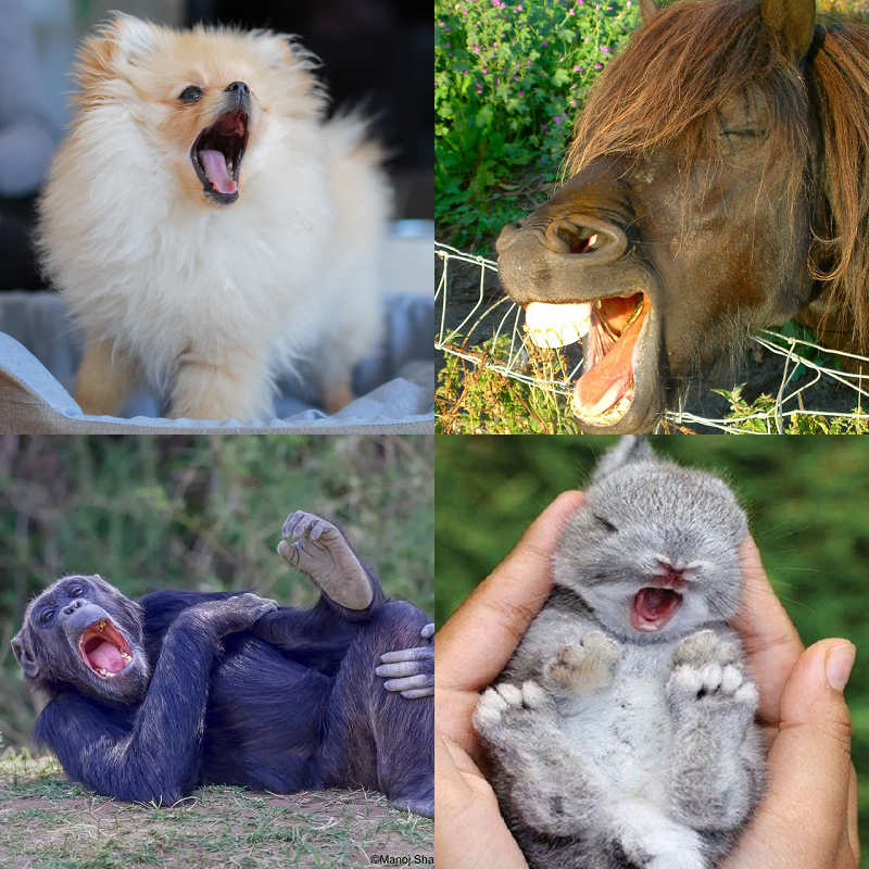 Random image of animals yawning