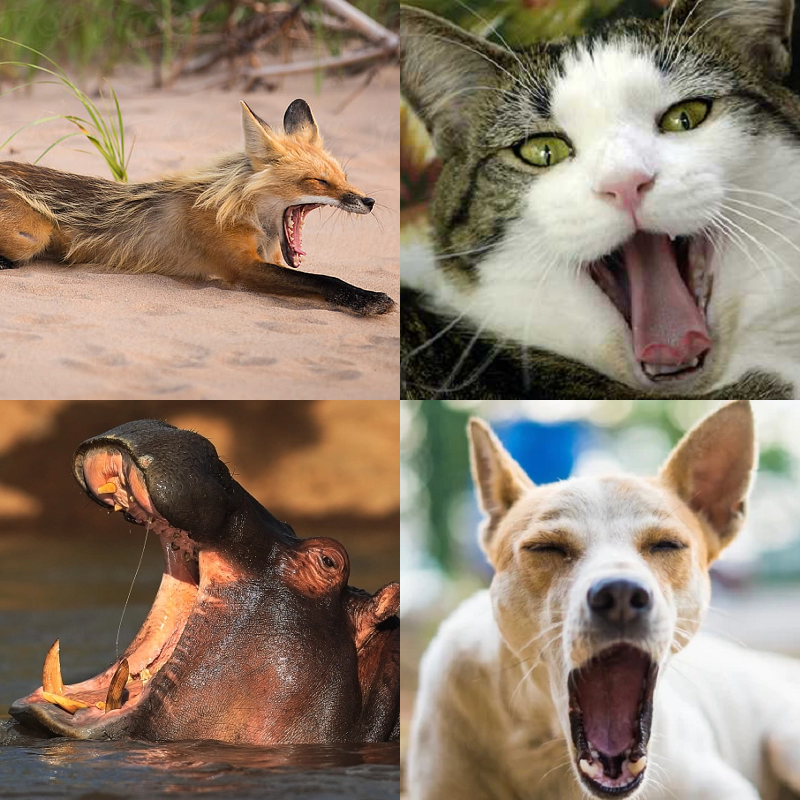 Random image of animals yawning