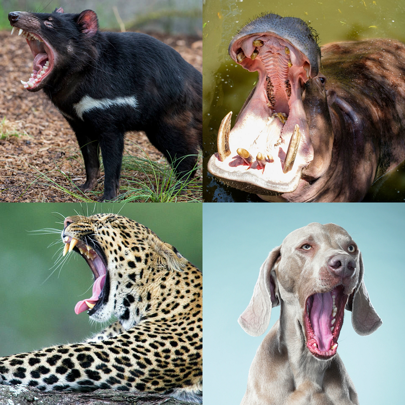 Random image of animals yawning
