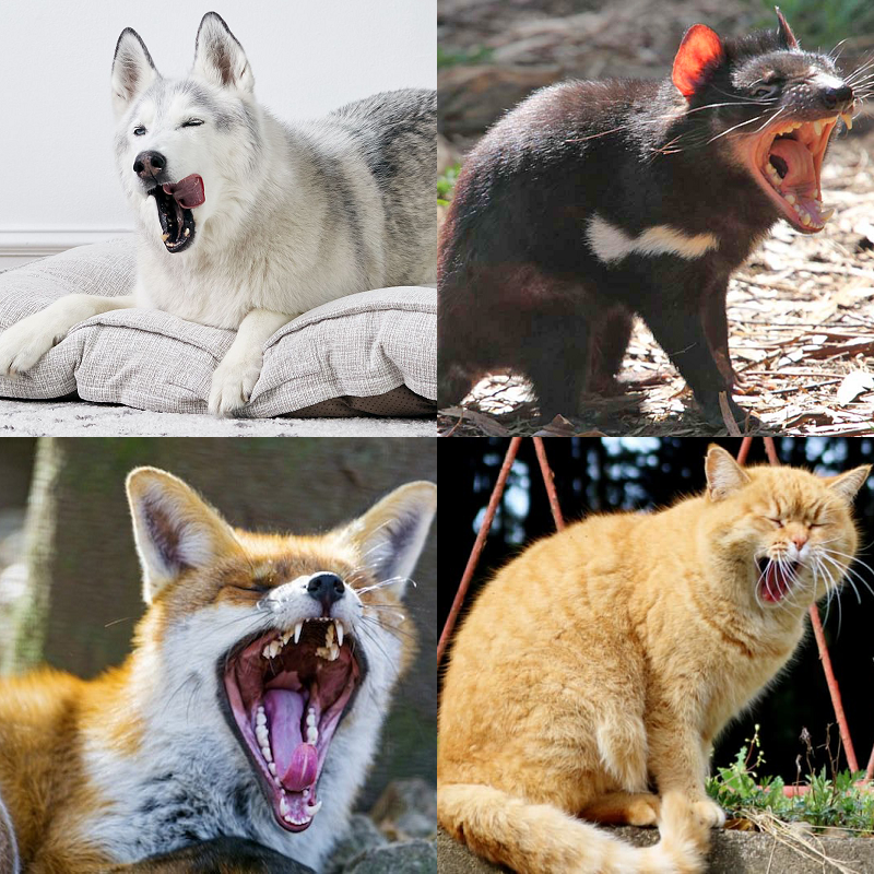 Random image of animals yawning