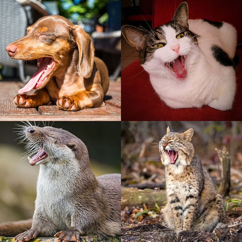 Random image of animals yawning