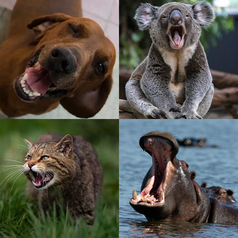 Random image of animals yawning