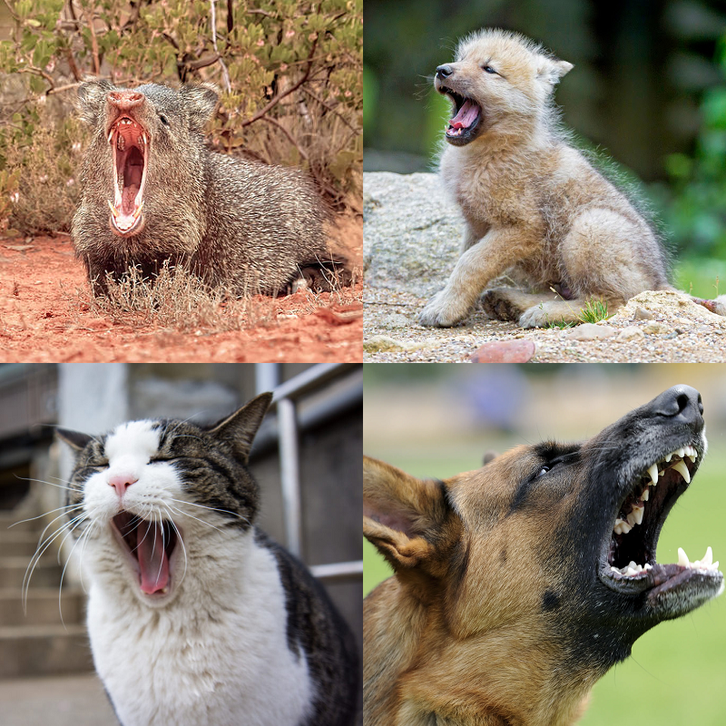 Random image of animals yawning