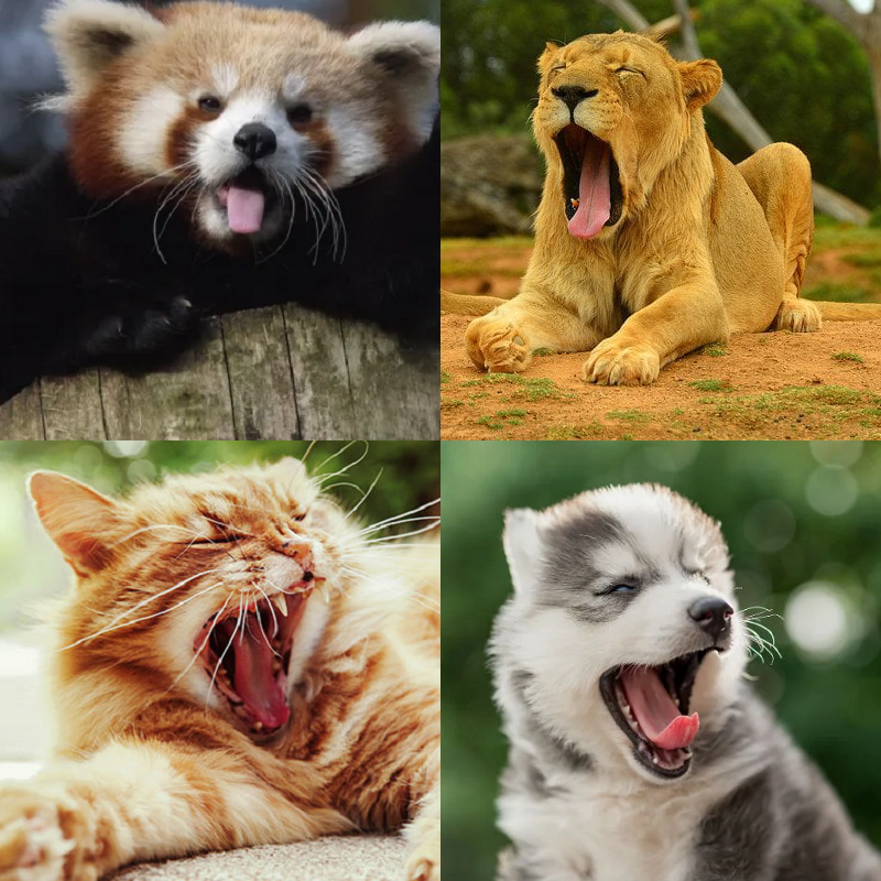 Random image of animals yawning