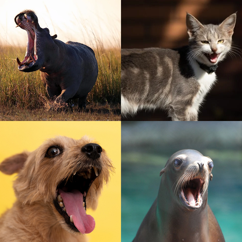 Random image of animals yawning