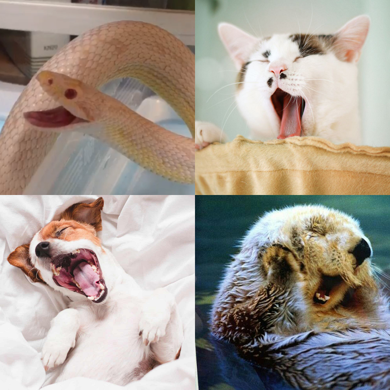 Random image of animals yawning