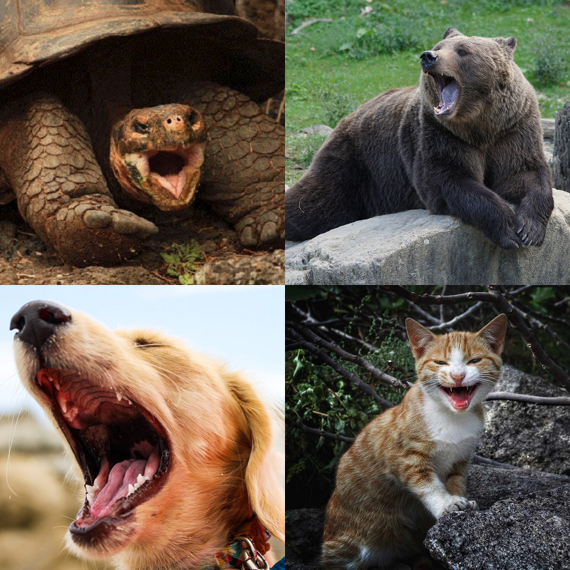 Random image of animals yawning