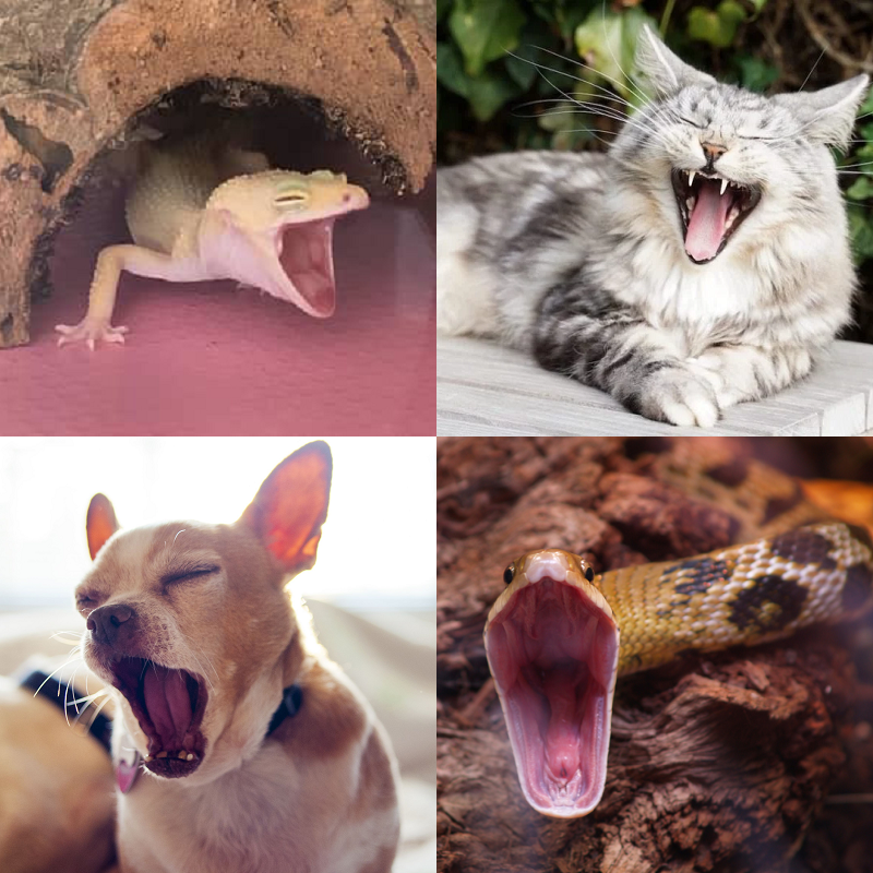 Random image of animals yawning