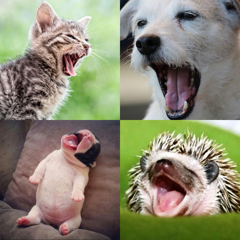 Random image of animals yawning