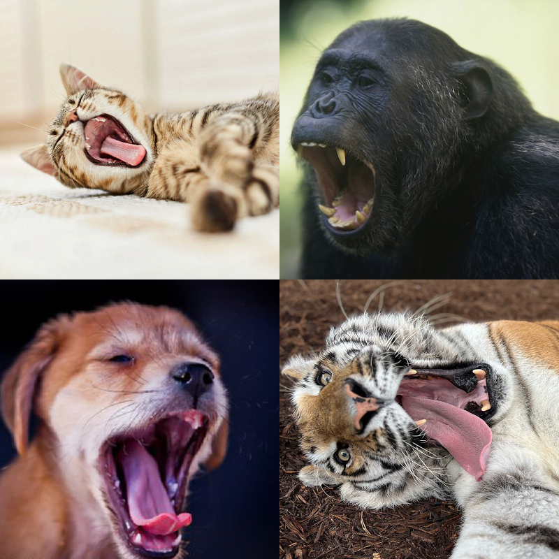 Random image of animals yawning