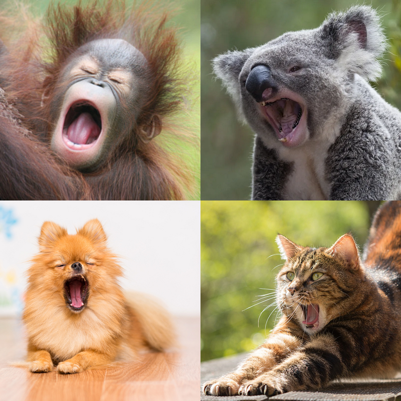 Random image of animals yawning