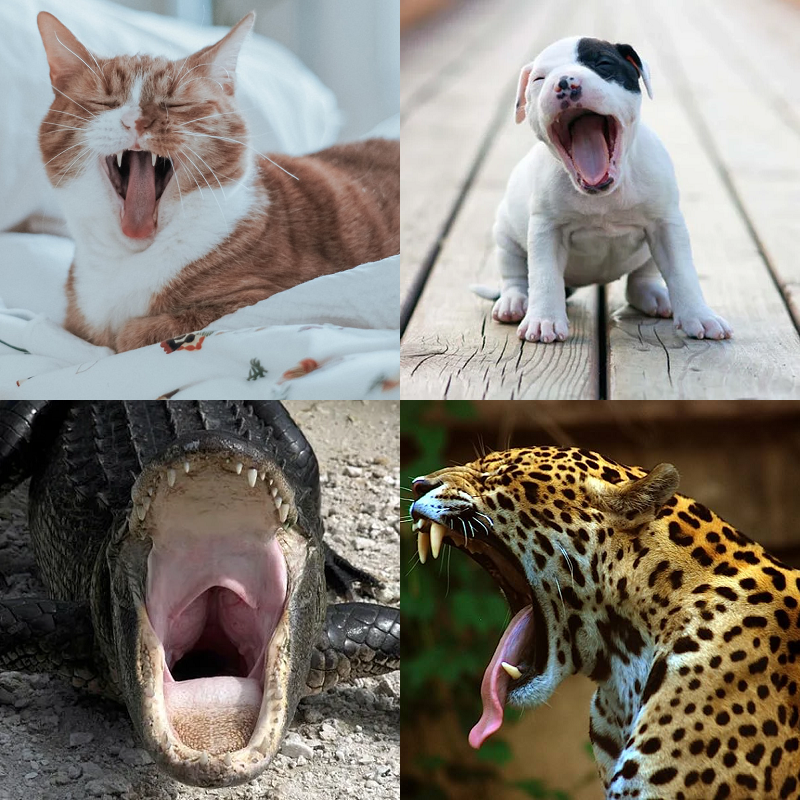 Random image of animals yawning