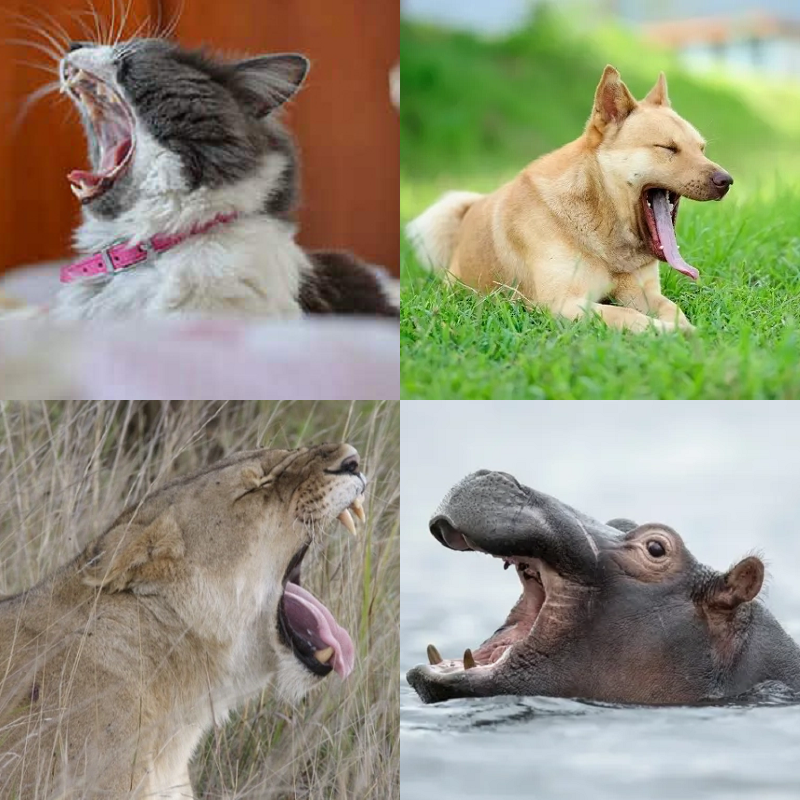 Random image of animals yawning