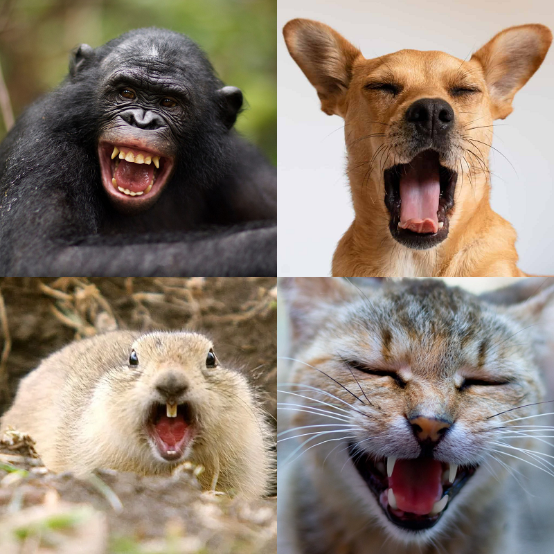 Random image of animals yawning