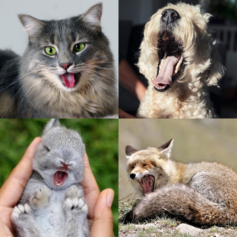 Random image of animals yawning