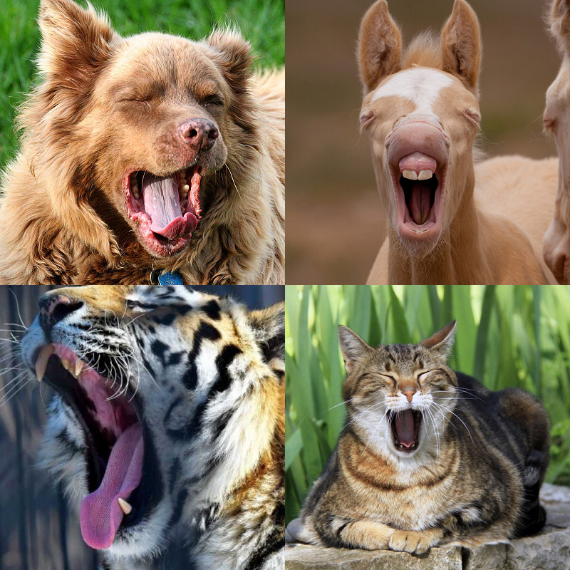 Random image of animals yawning