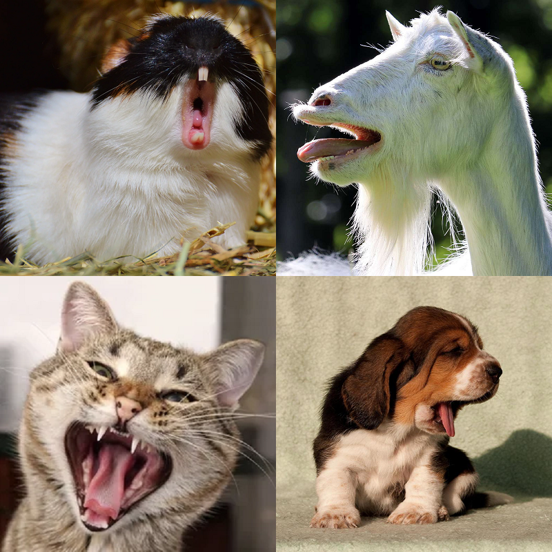 Random image of animals yawning