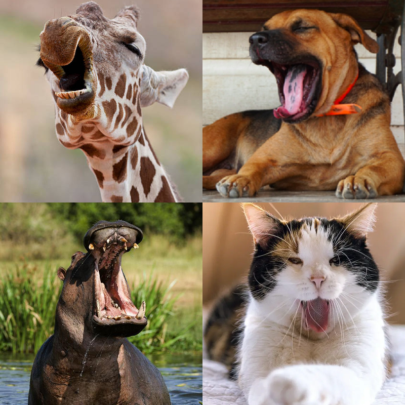 Random image of animals yawning