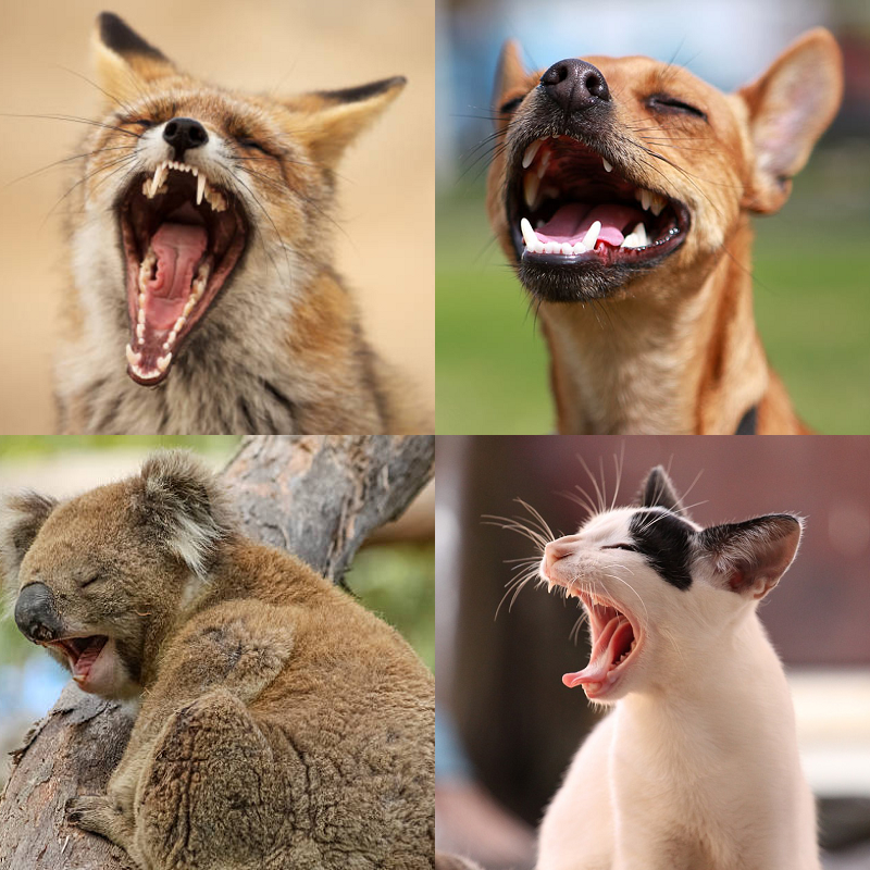 Random image of animals yawning