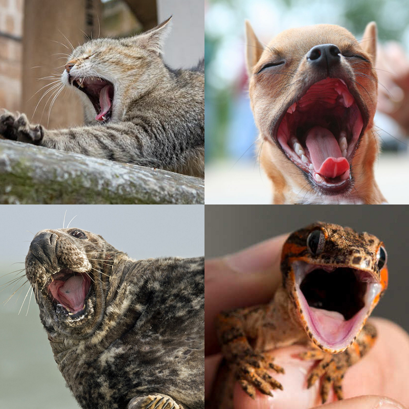 Random image of animals yawning