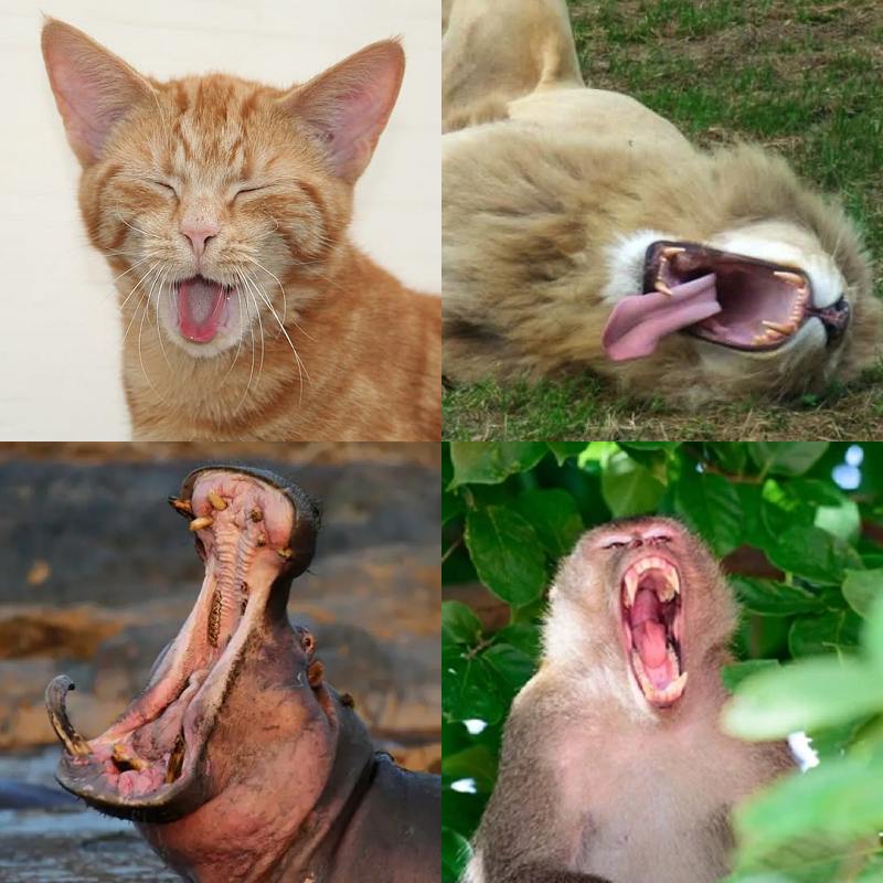 Random image of animals yawning