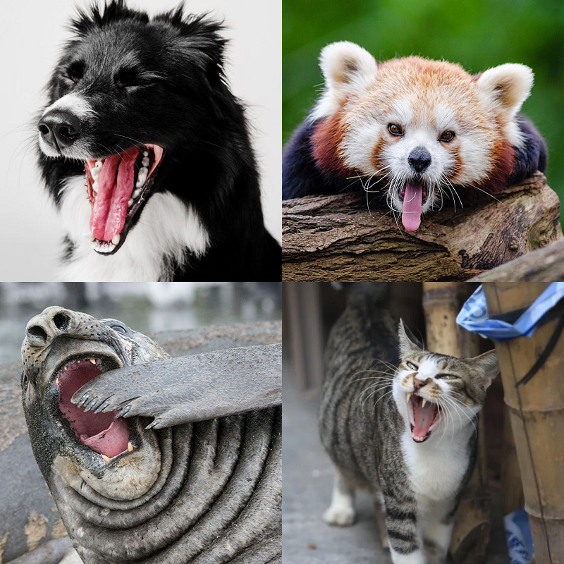 Random image of animals yawning
