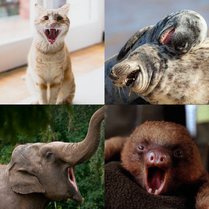 Random image of animals yawning