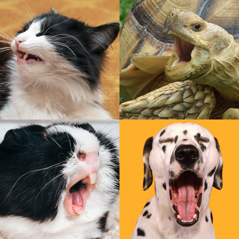 Random image of animals yawning