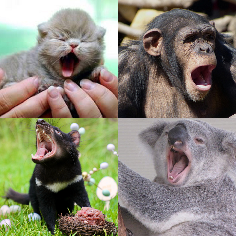 Random image of animals yawning